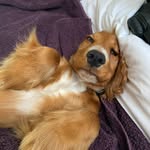 Rachael Lafferty - @lady_chaos_bauhaus - Instagram