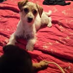 Rachael Keck Parrish - @parrishs_deepwoods_rescue - Instagram