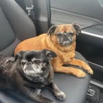 Rachael Storey - @gus_and_rudy - Instagram