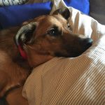 Rachael Warner - @warnerrescue - Instagram