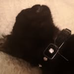Rachael Williamson - @dudethecat2020 - Instagram
