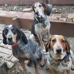 Racheal Moore - @houndmehappy - Instagram