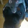 rach - @racheladrian - TikTok
