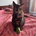 Rachel Ammon - @burritosmuggler - Instagram