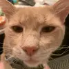 Rachel Andreoli - @rachelandreoli - TikTok