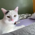 Rachel Bang - @leroyjethro.gibbs.790 - Instagram