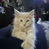 rachel.bowyer2 - @rachel.bowyer2 - TikTok