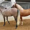 Horse Breeding - @everythingishere131 - TikTok