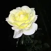 Rachel Bui - @r.bui8 - TikTok