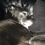 Rachel Burrell - @ray_pepperdog - Instagram