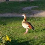 Rachel Cambridge - @special_branches - Instagram