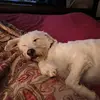 Almadynis - @rachelcaruthers - TikTok