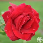 Rachel catering - @rachel.catering - Instagram
