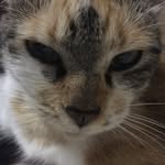 the_cat - @rachel.catt - Instagram