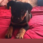 Rachel Comer - @destiny_jess_kim_my_dogs - Instagram