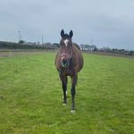 Rachel & Cool🐴 - @my_slow_racehorse - Instagram