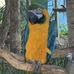 Rachel Cornett - Facebook