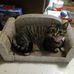 Rachelle Diskin - Facebook