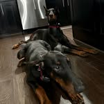 Rachel Farris - @vessa_and_littlebear - Instagram