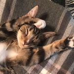 Rachel Gamache - @gamacher99 - Instagram