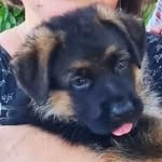 Rachel - @rachel_german_shepherd - Instagram