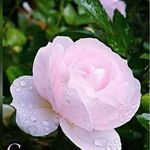 R@chel priya. - @rachelgummadi999 - Instagram