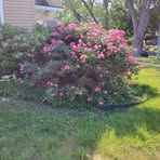 Rachel Guyton - Facebook