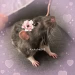 ᖇᗩᑕᕼEᒪ💗🎀 - @rachel.halimxc - Instagram