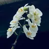 Rachel.halpern - @rachel.halpern - TikTok