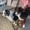 rachel.hardwick44 - @rachel.hardwick44 - TikTok