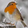 rachel Hedges - @rachel.hedges - TikTok
