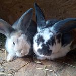 Rachel Hellman - @rachel_rabbits - Instagram