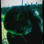 Rachel Hoyle - @hoyle3384 - Instagram