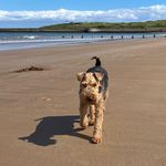 Rachel Innes - @ivorthewelsh - Instagram