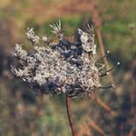 Rachel Keys - @final_images - Instagram