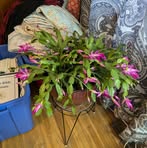 Rachel Kimble - Facebook