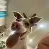 Bella - @rachelkyte0 - TikTok