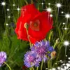 Rachelle Lacy - @rachellelacy - TikTok