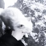 𝓡𝓪𝓬𝓱𝓮𝓵 𝓛𝓮𝓸𝓷𝓮 - @melancholic.snow_white - Instagram