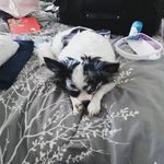 Rachel Lindner - @lindner_pets - Instagram