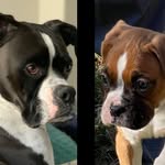 Rachel McDowell - @guinness.and.posie - Instagram