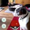 Rachel Mcphail - @wewujk - TikTok