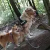Rachel Mendes - @rachel.oana.saiko - TikTok