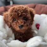 Rachel Merry - @rachels_health_hub - Instagram