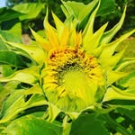 Rachel Messenger - @rachel.messenger707 - Instagram