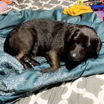 Rachel Miley Duchatelier - @rachellabbeagle_ - Instagram
