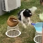 Rachel, Milo and Daisy - @milo_daisy_and_blue_ - Instagram