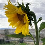 Rachel Milstead Dotson - @rachelmdotson - Instagram