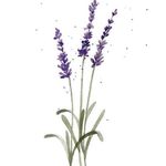 Rachel Moorman - @lavendercoin - Instagram