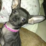 Rachel Moretti-Lopes - @rach31170 - Instagram